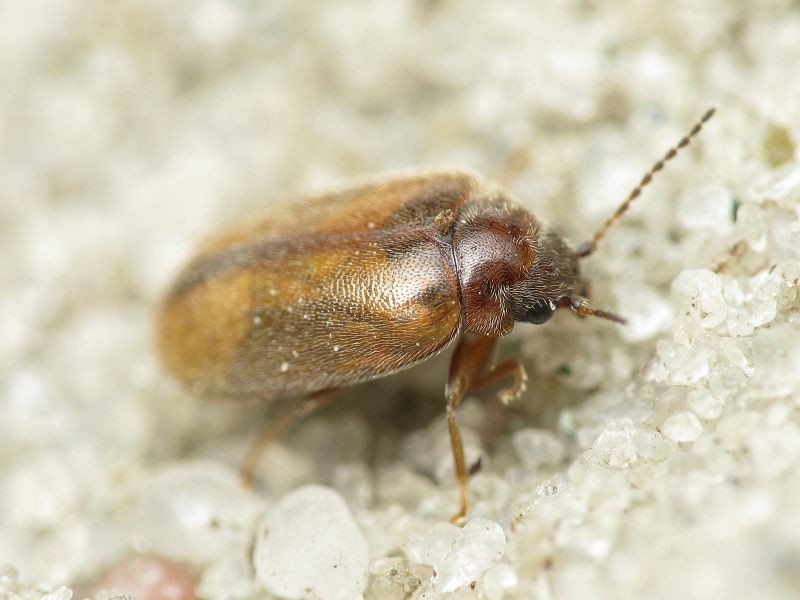 Cyphon Paykull, 1799